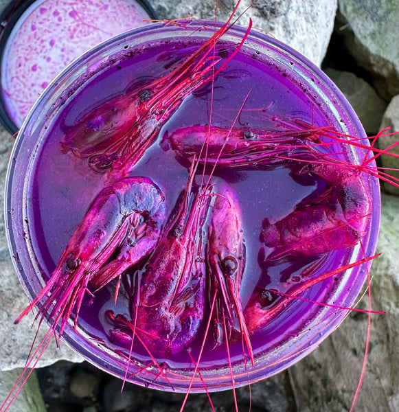 Bill Rivas Outdoors Trophy Coon Shrimp Purple